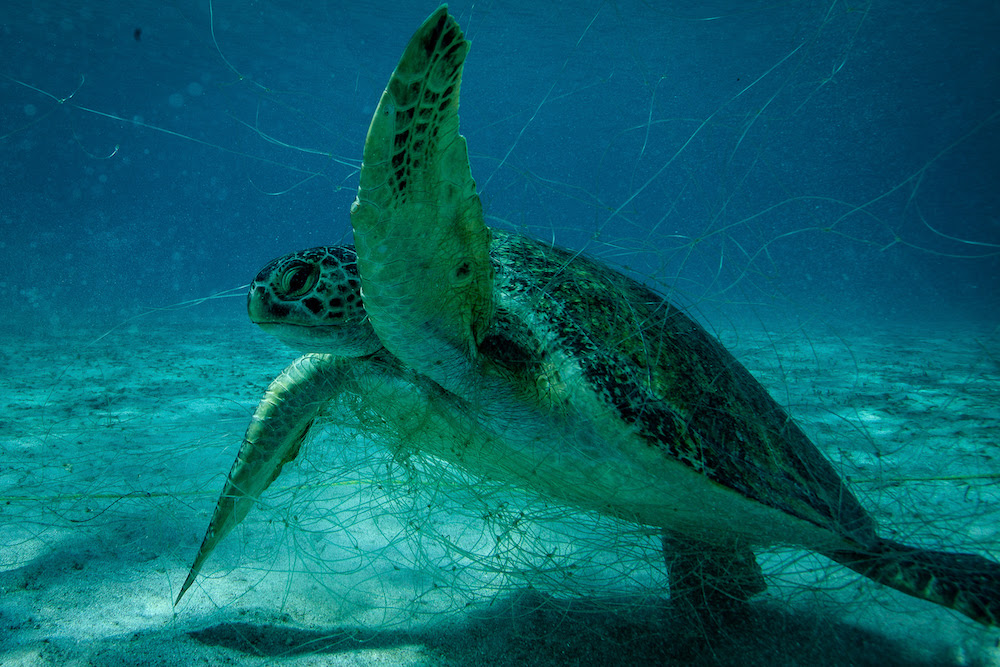 Revelan cómo se legaliza el pescado que se captura de manera ilegal