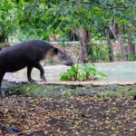 Grupo Xcaret fortalece la conservación de especies endémicas de la península de Yucatán con préstamo de Tapir (Tapirus bairdii) al Parque Zoológico y Botánico La Reina de Tizimín