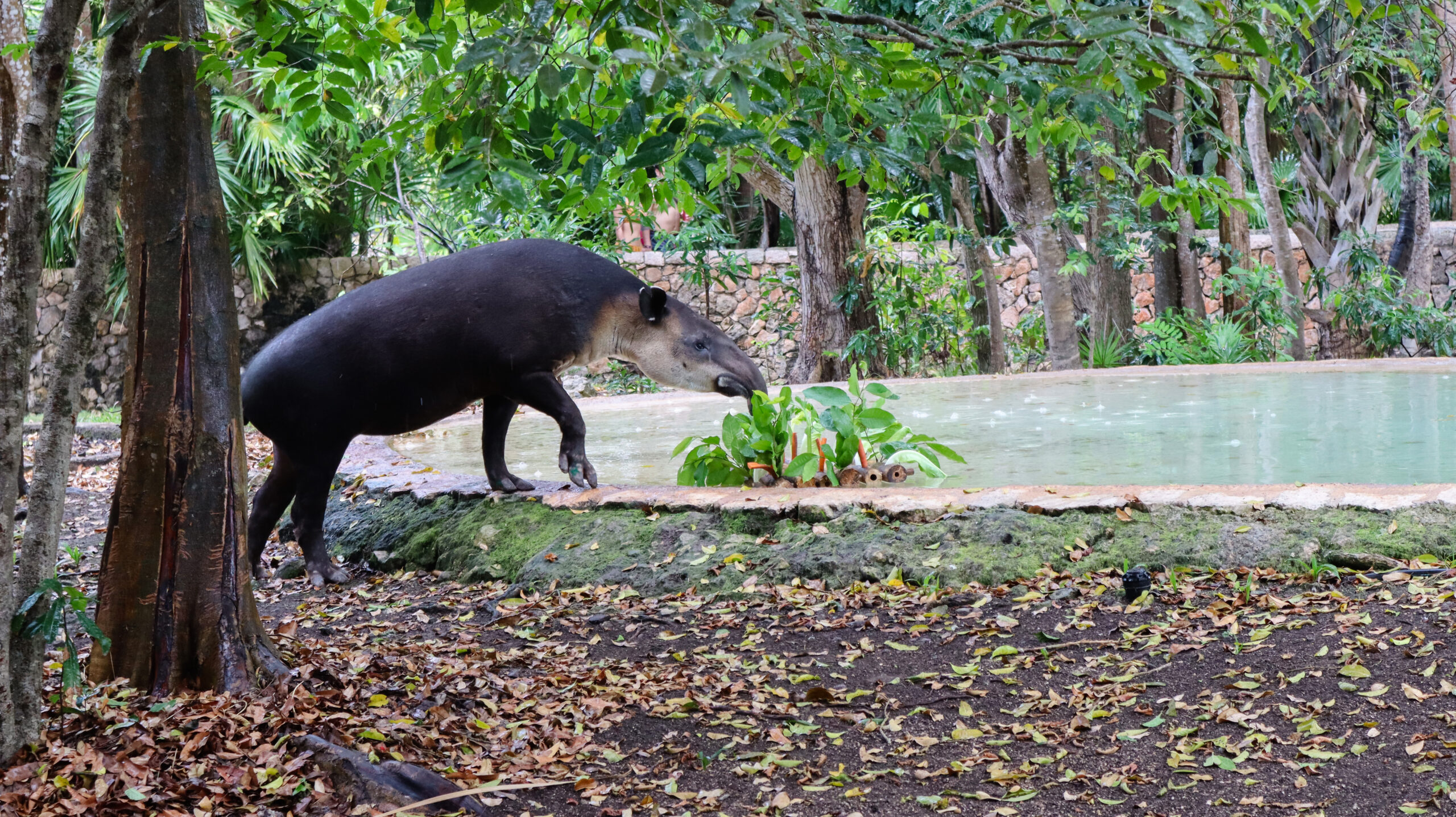 Grupo Xcaret fortalece la conservación de especies endémicas de la península de Yucatán con préstamo de Tapir (Tapirus bairdii) al Parque Zoológico y Botánico La Reina de Tizimín